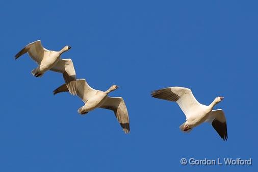 Snow Geese In Flight_72664.jpg - Snow Geese (Chen caerulescens) photographed in the Bosque del Apache National Wildlife Refuge near San Antonio, New Mexico, USA.